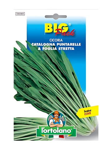 Cicoria Catalogna Puntarelle