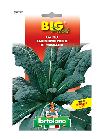 Cavolo Lancinato Nero Toscano