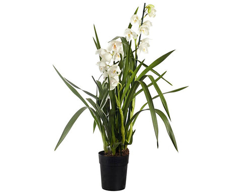 Cymbidium vaso 12 cm