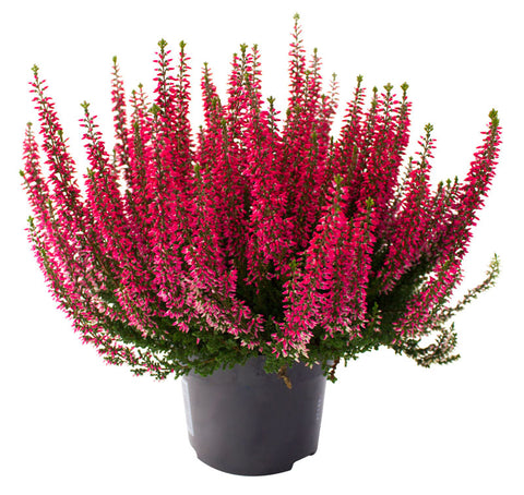 Calluna vaso 12 cm