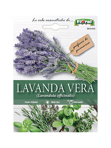 Lavanda