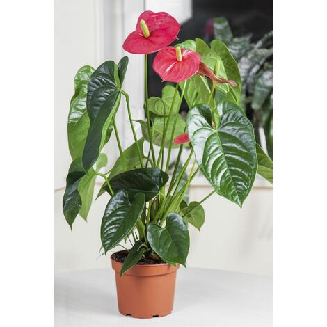 Anthurium vaso 17 cm