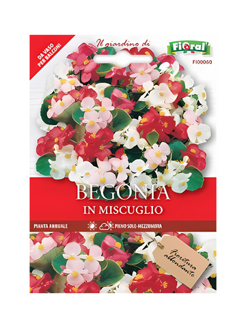 Begonia