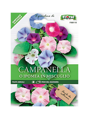 Campanella or Ipomea