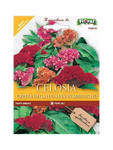 Cockscomb Celosia