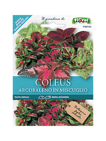 Coleus Arcobaleno