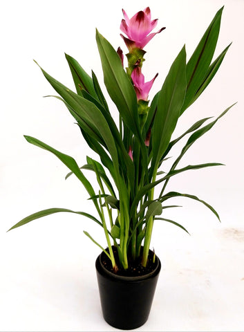 Curcuma vaso 17 cm