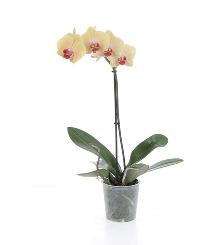 Phalaenopsis 1 Ramo