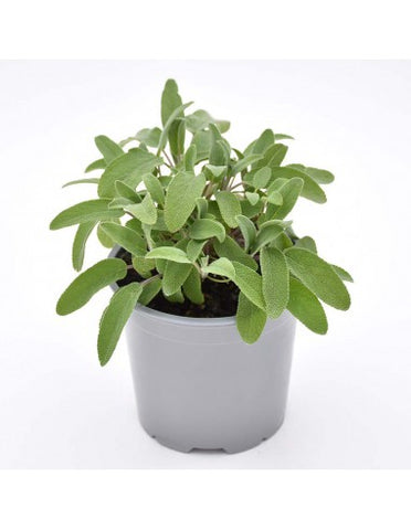 Salvia vaso 14 cm