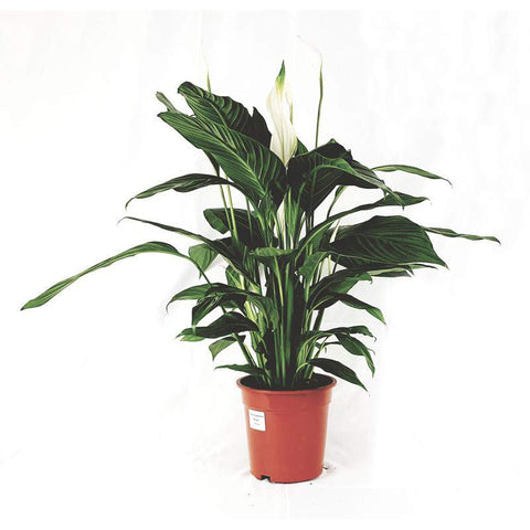 Spathiphyllum vaso 17 cm