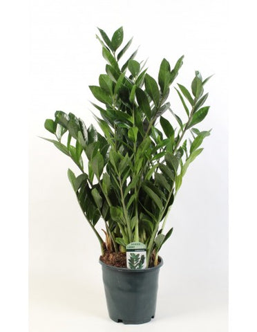 Zamioculcas vaso 17 cm