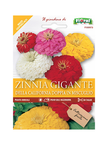 Giant Zinnia